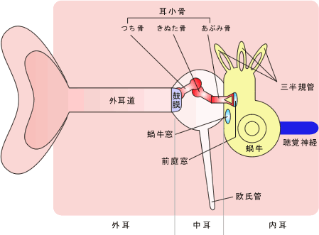 イラスト（耳の構造）