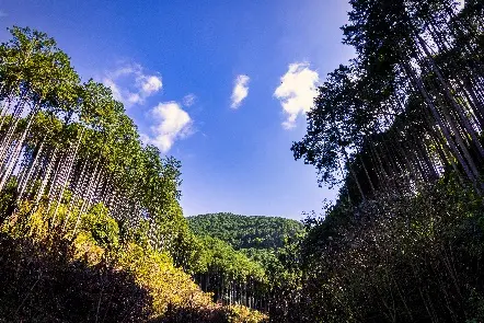 写真:おのそっきの森
